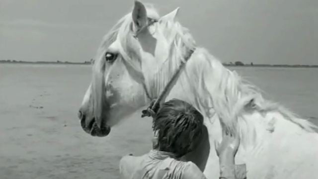 Cinéma pour les enfants : Crin-blanc, le cheval sauvage 