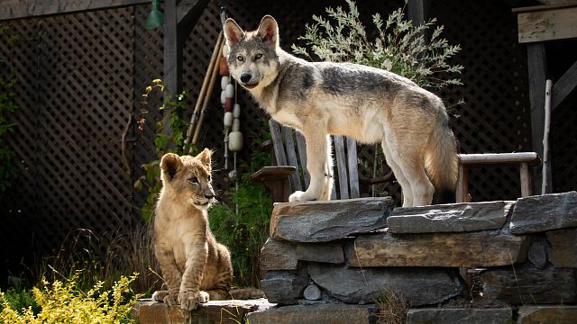 image de la news Le Loup et le lion : 5 choses à savoir sur le film familial de Gilles de Maistre