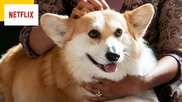 image de la news Bridgerton : l’adorable corgi est une arnaque historique totale