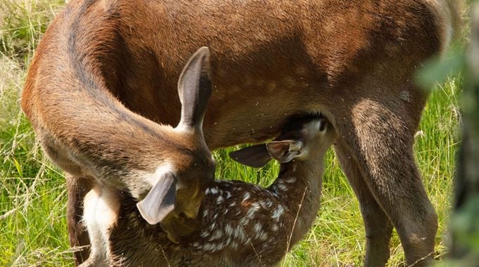 Photo du film Bambi, L'histoire d'une vie dans les bois