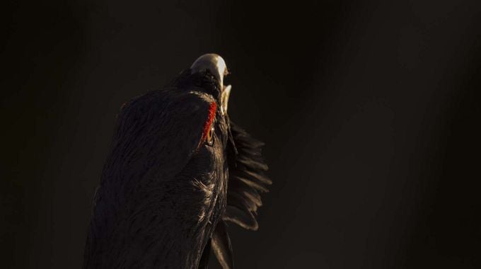 Photo du film Le Chant des forêts