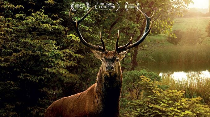 Photo du film Wilding, Retour à la Nature Sauvage