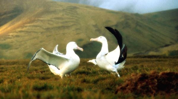 Photo du film Le peuple migrateur