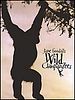 poster de Jane Goodall et ses chimpanzés