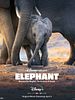 poster de Eléphants