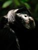 poster de L'Empire des chimpanzés