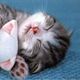 D. Dream