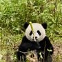 Photo 2 pour Moon Le Panda