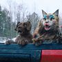 Photo 2 pour Chien et Chat