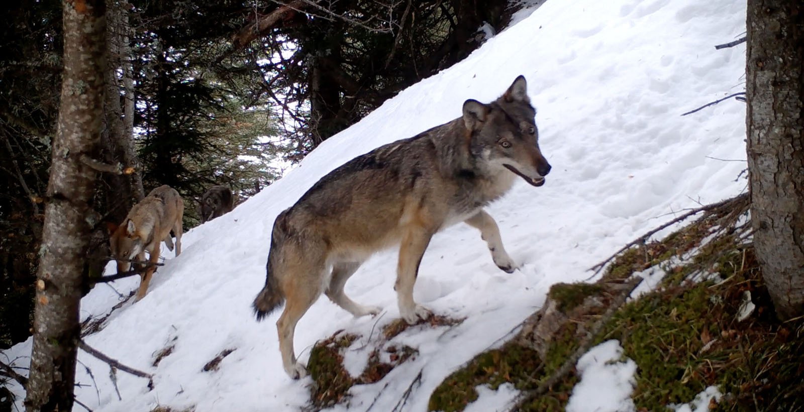 Ciné-débat : Vivre avec les loups