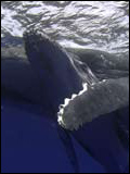 poster de L'Eveil de la baleine