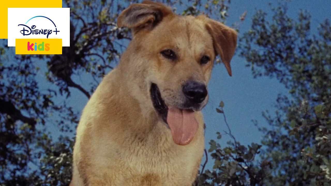 To see with the kids: A loyal dog with a tender heart in Disney’s Big Adventure