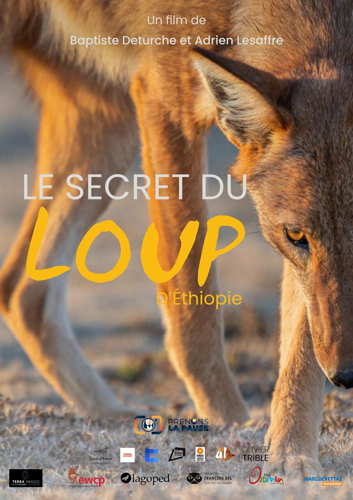Le Secret du Loup d’Éthiopie streaming gratuit