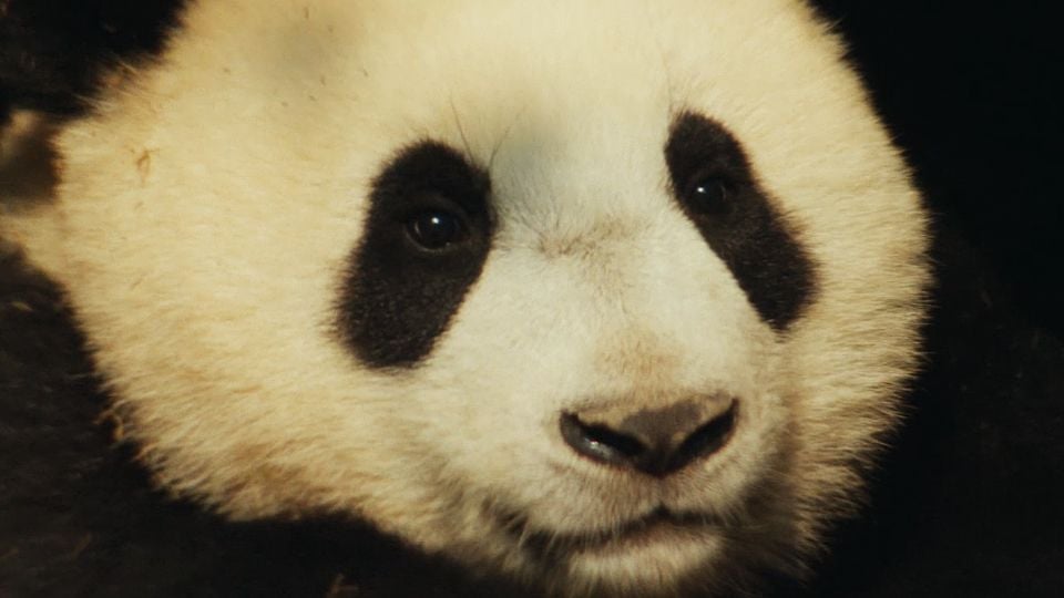 Trailer du film Moon Le Panda -  Moon le panda Bande-annonce VF - AlloCiné