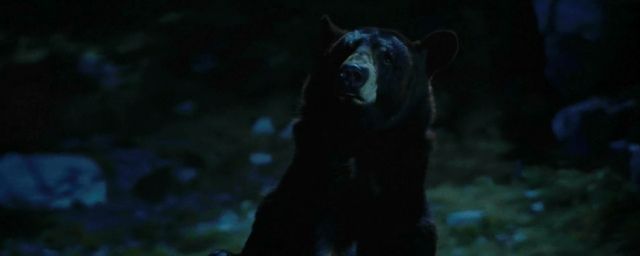 L'ours Valentin dans la série Les Randonneuses.