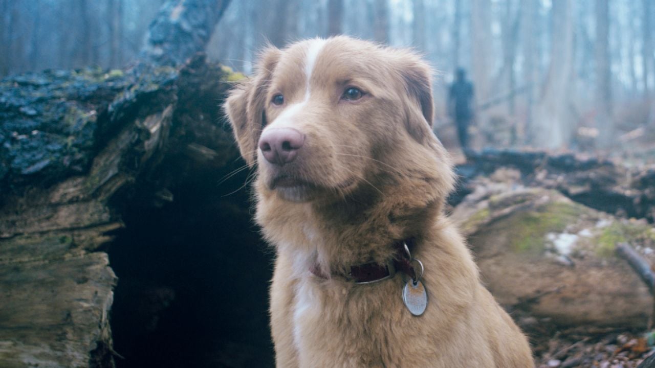 Trailer: “One of the most unique experiences of the year” … The original horrific thriller tells the story of a dog’s point of view
