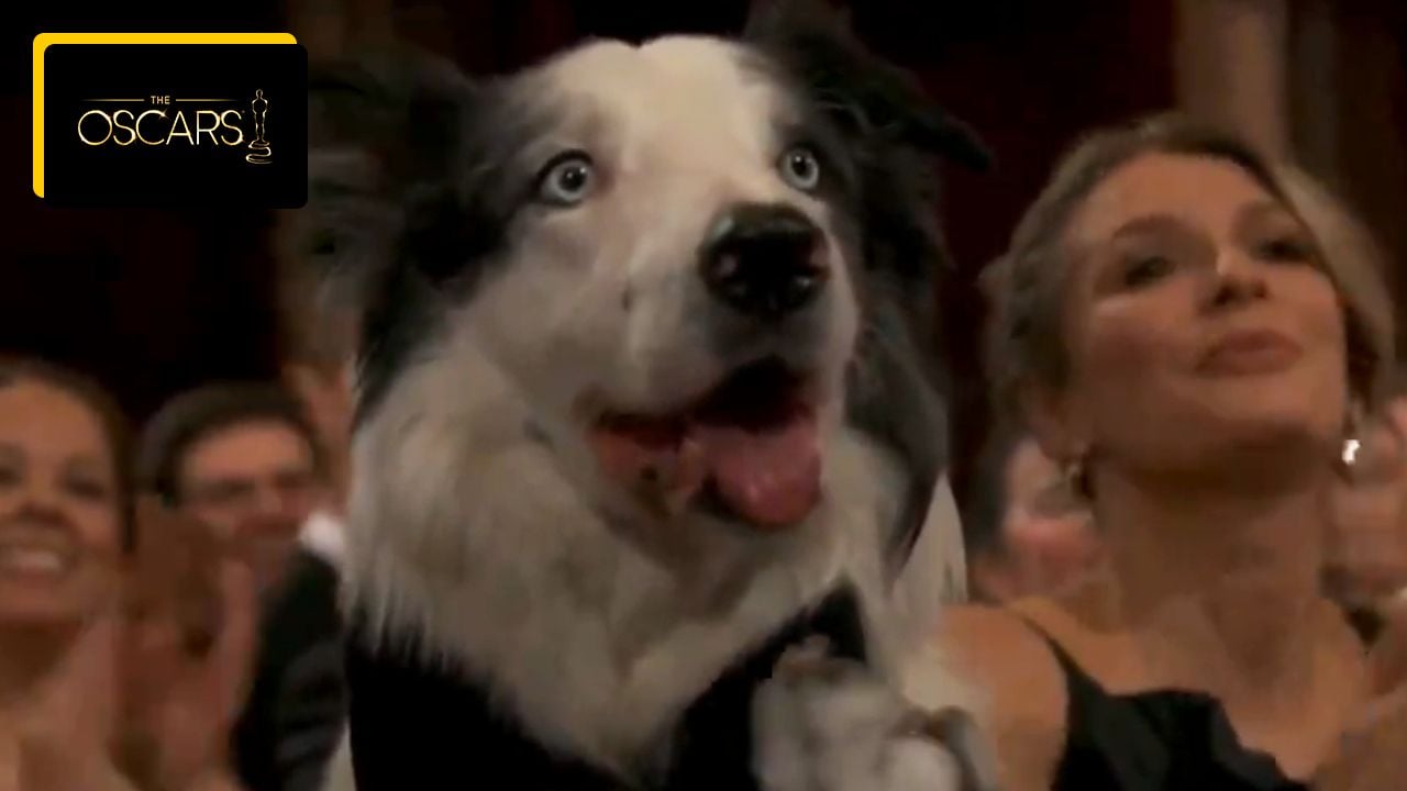 The Oscar star is a dog: Messi from Anatomy of the Fall is an internet favorite