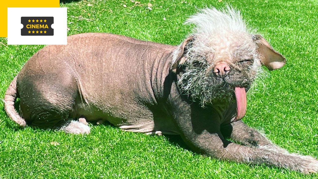 The world’s ugliest dog will star in this highly anticipated 2024 action movie!