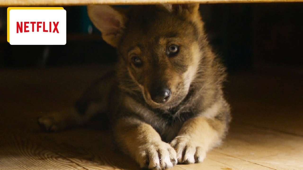With the Family on Netflix: The adorable friendship between a little girl and a wolf