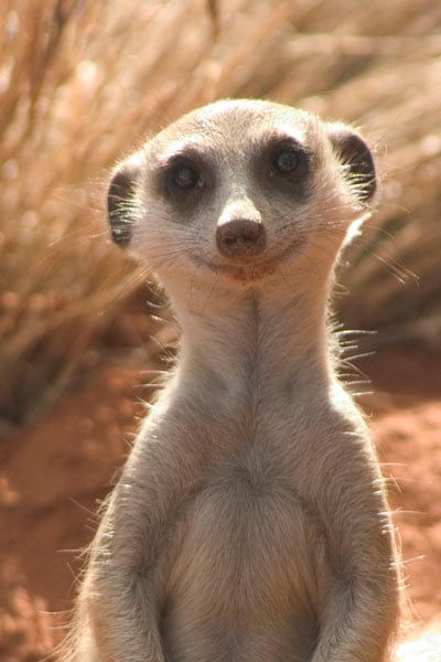 Photo Du Film La Famille Suricate Photo 22 Sur 27 Allocine