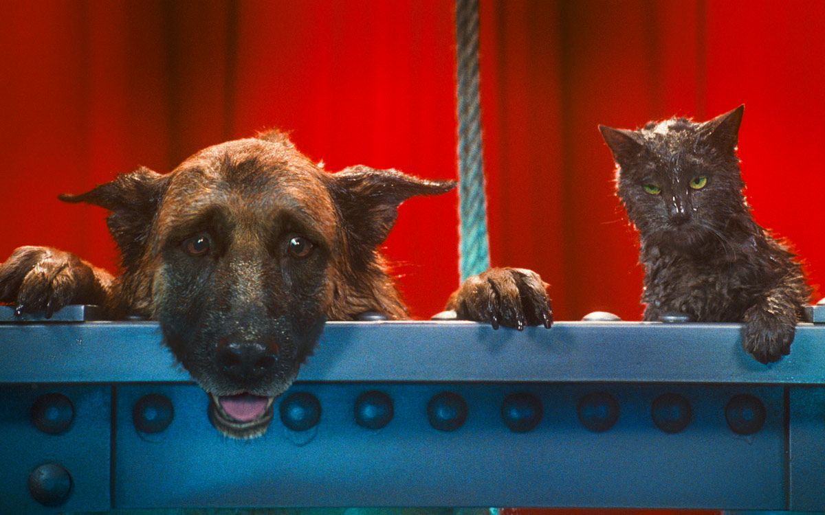 Photo du film Comme chiens et chats - La Revanche de Kitty Galore