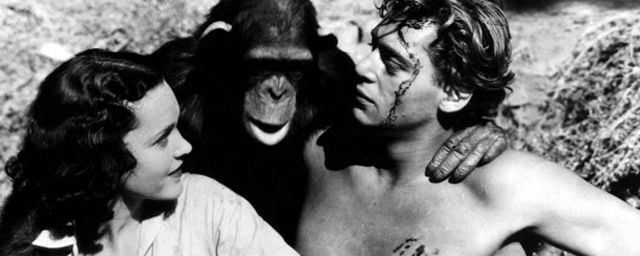 Cheeta L Indefectible Chimpanze Compagnon De Route De Tarzan Allocine Cheeta L Indefectible Chimpanze Compagnon De Route De Tarzan Allocine