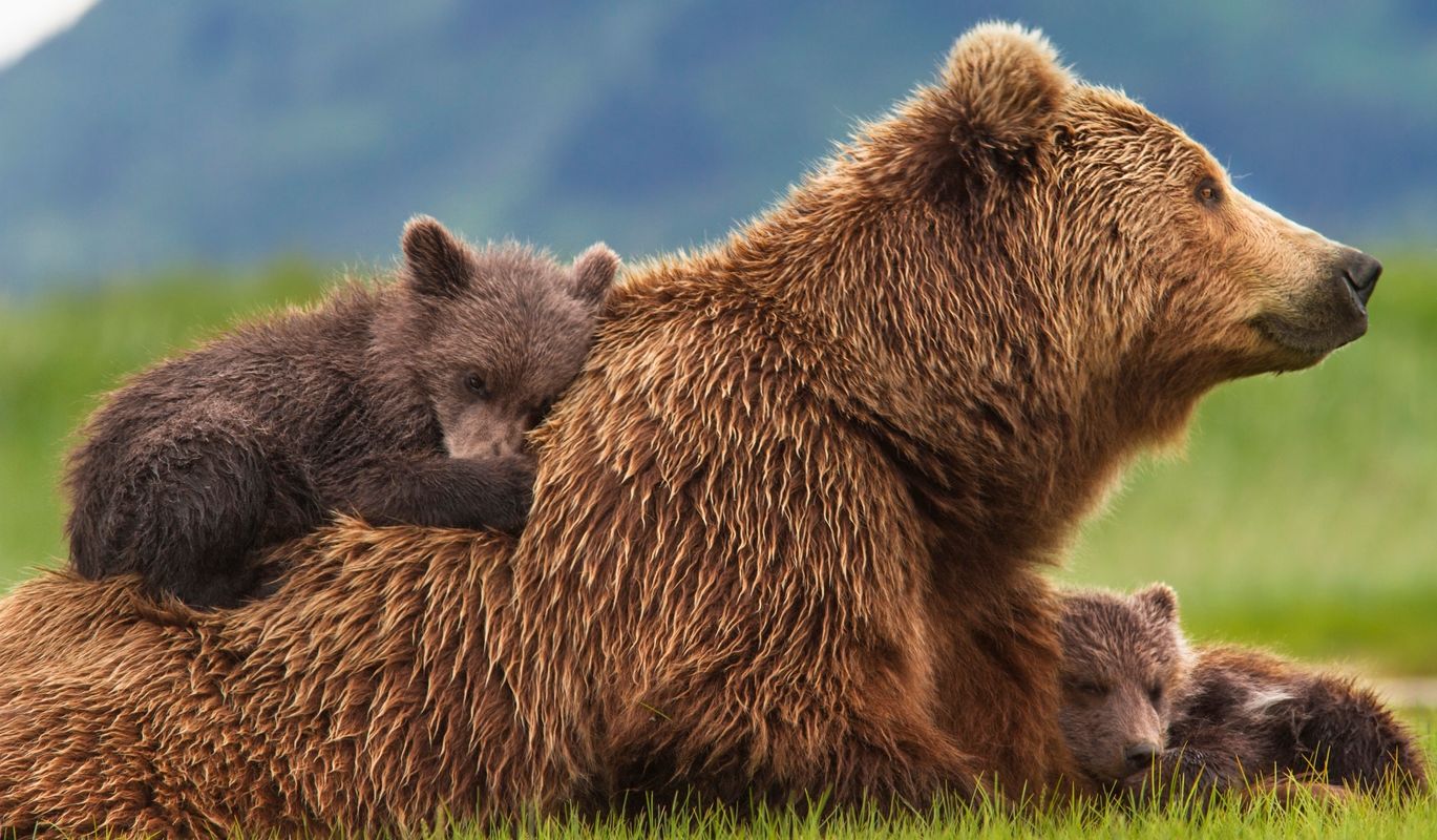 Photo du film Grizzly - Photo 69 sur 73 - AlloCiné