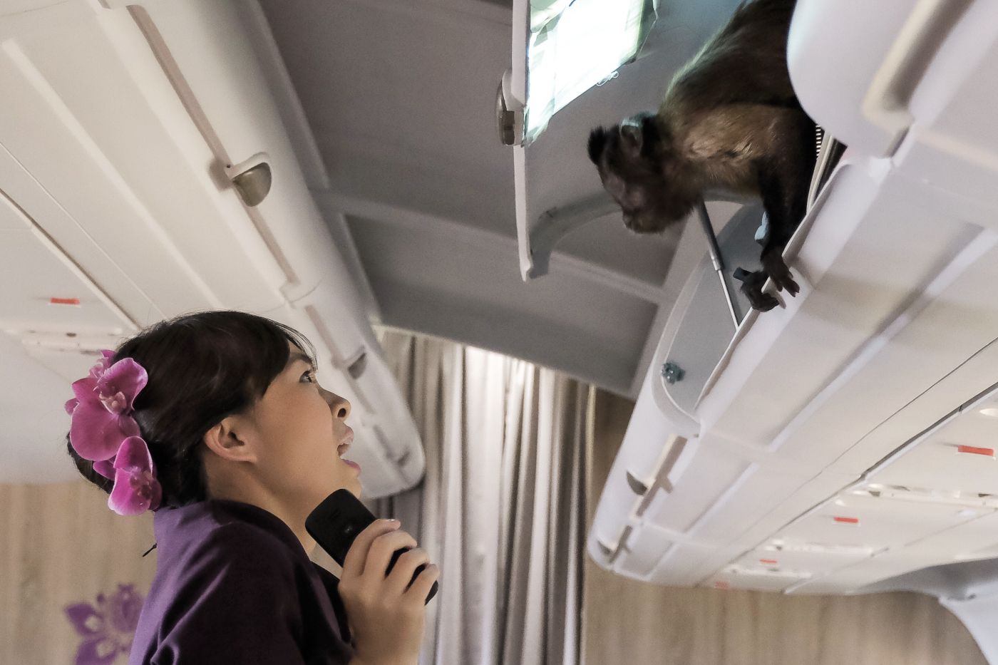 Photo de Crystal the Monkey - Le vieux qui ne voulait pas payer l