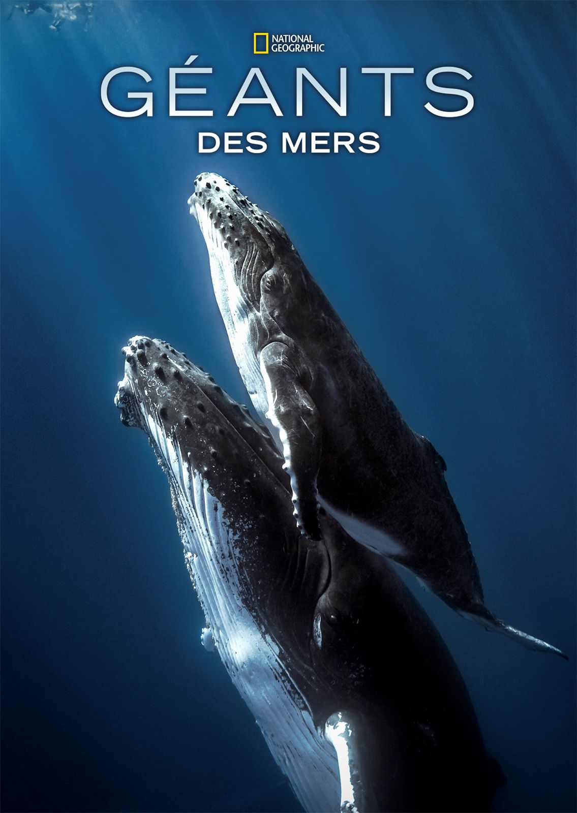 Géants des mers