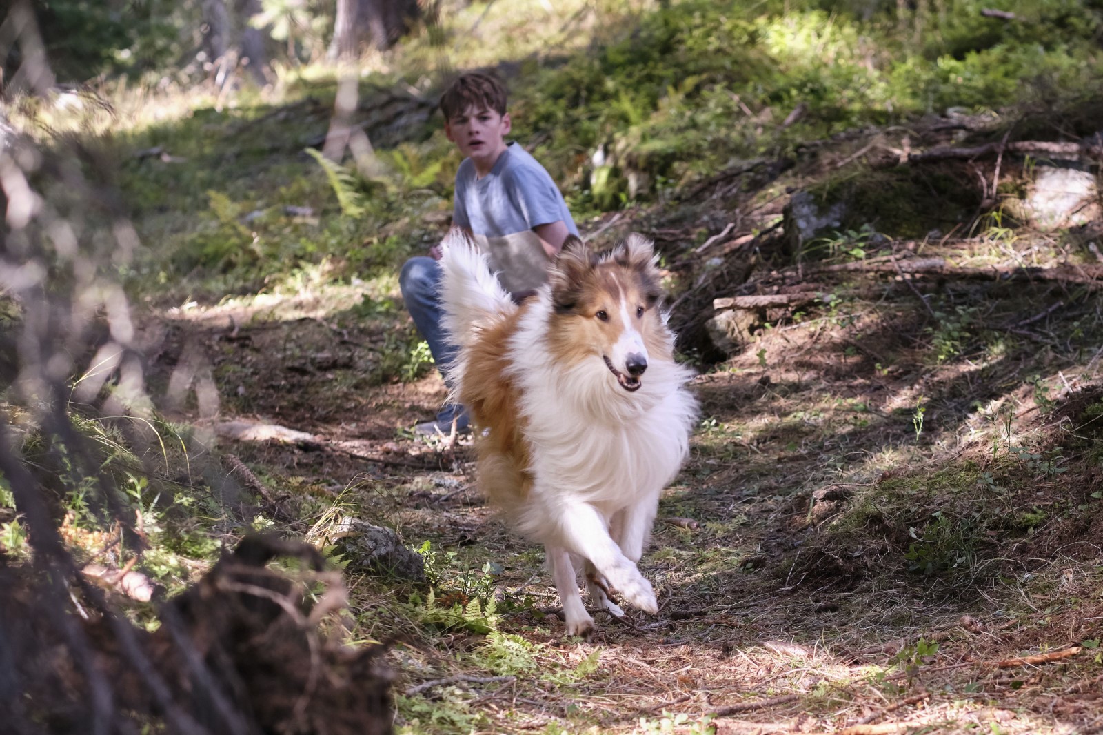 Photo Du Film Lassie Ein Neues Abenteuer Photo 11 Sur 48 Allociné