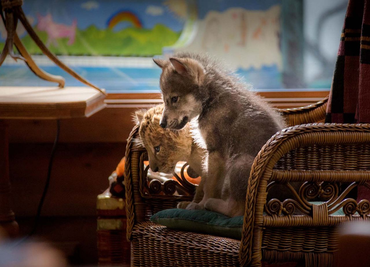 Le Loup Et Le Lion Que Sont Ils Devenus
