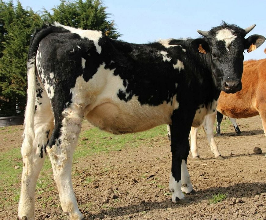 Rustiques, portraits de vaches résistantes : Photo