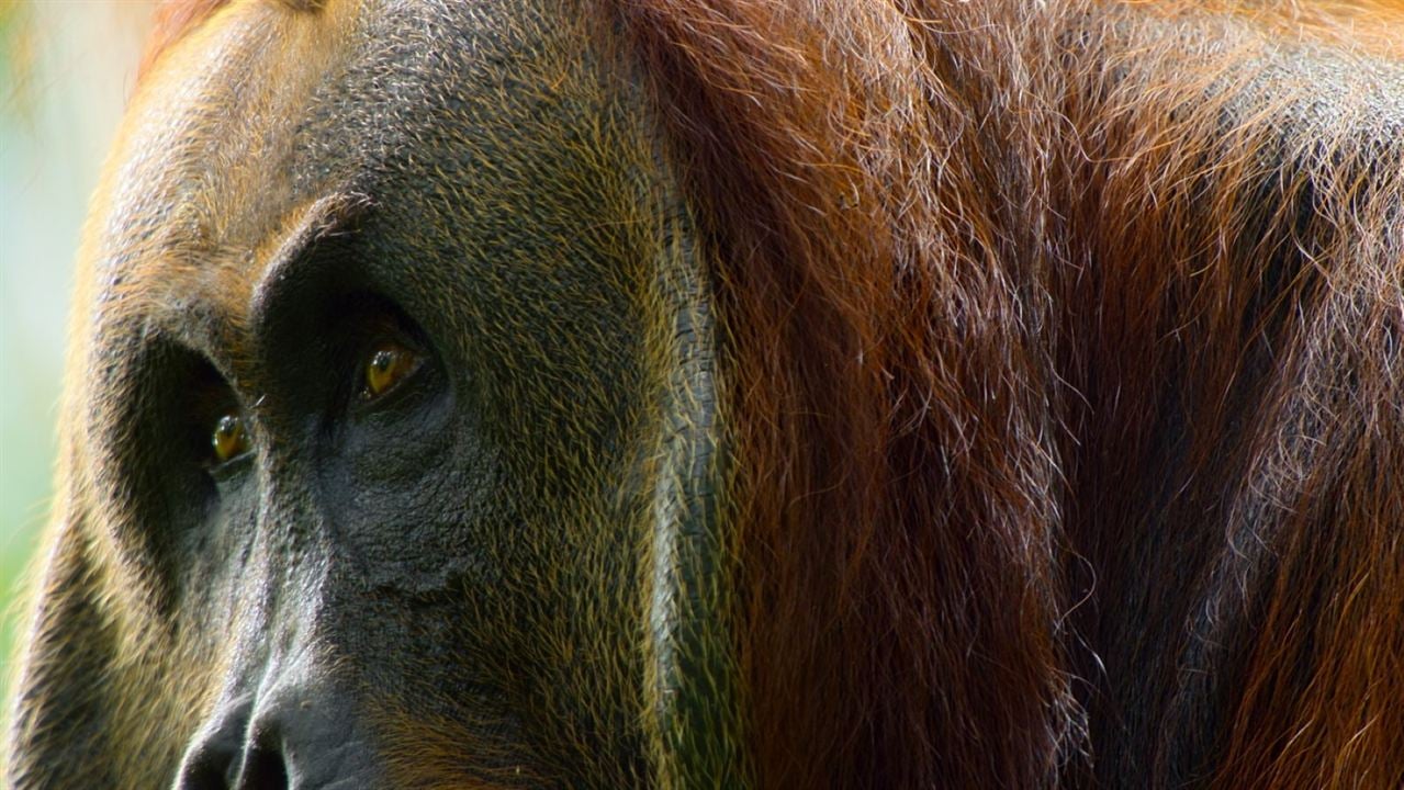 La Vie Secrète des Orangs-Outans : Photo