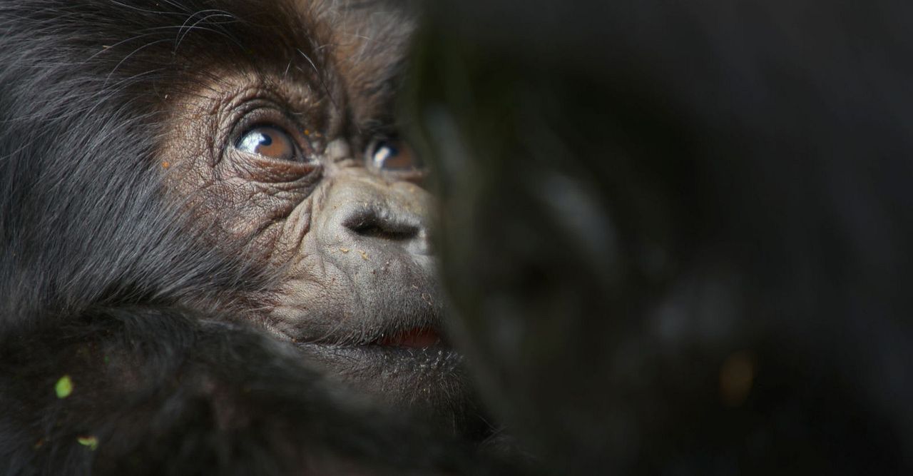 Une histoire de gorilles avec David Attenborough : Photo