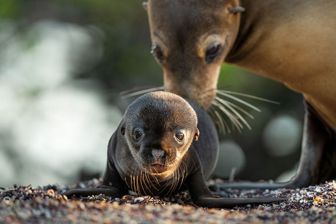 Otaries des Galápagos : Photo