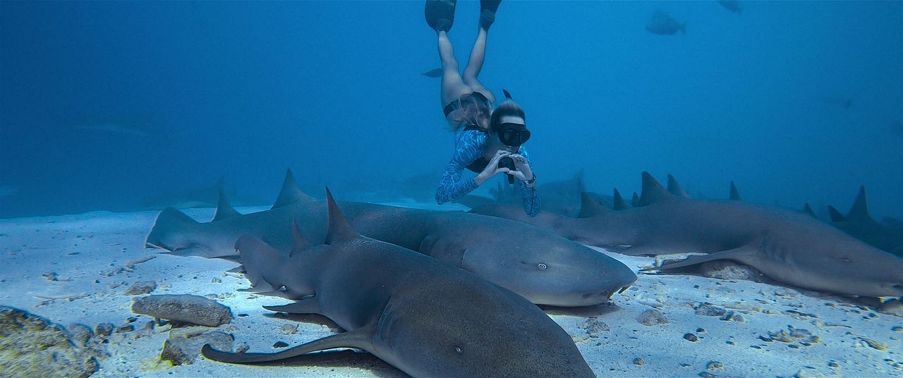 En paix avec les requins : Photo