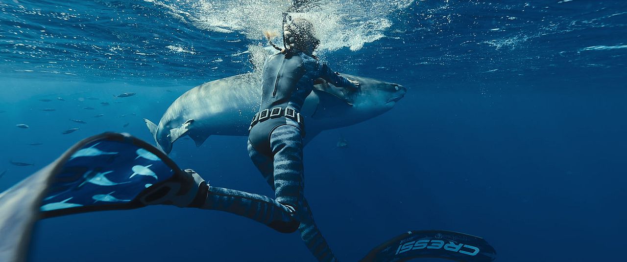 En paix avec les requins : Photo