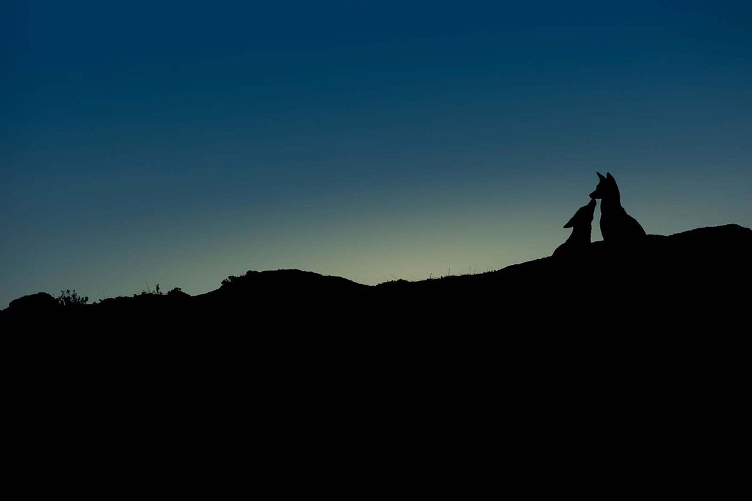 Le Secret du Loup d’Éthiopie : Photo
