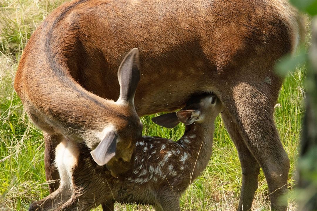 Bambi, L’histoire d’une vie dans les bois : Photo