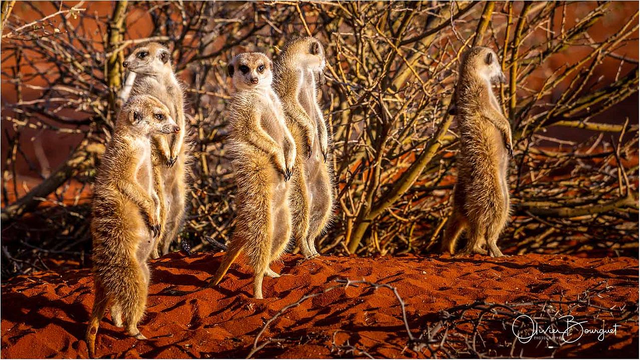 ALTAÏR conférences - Namibie, époustouflante par nature : Photo