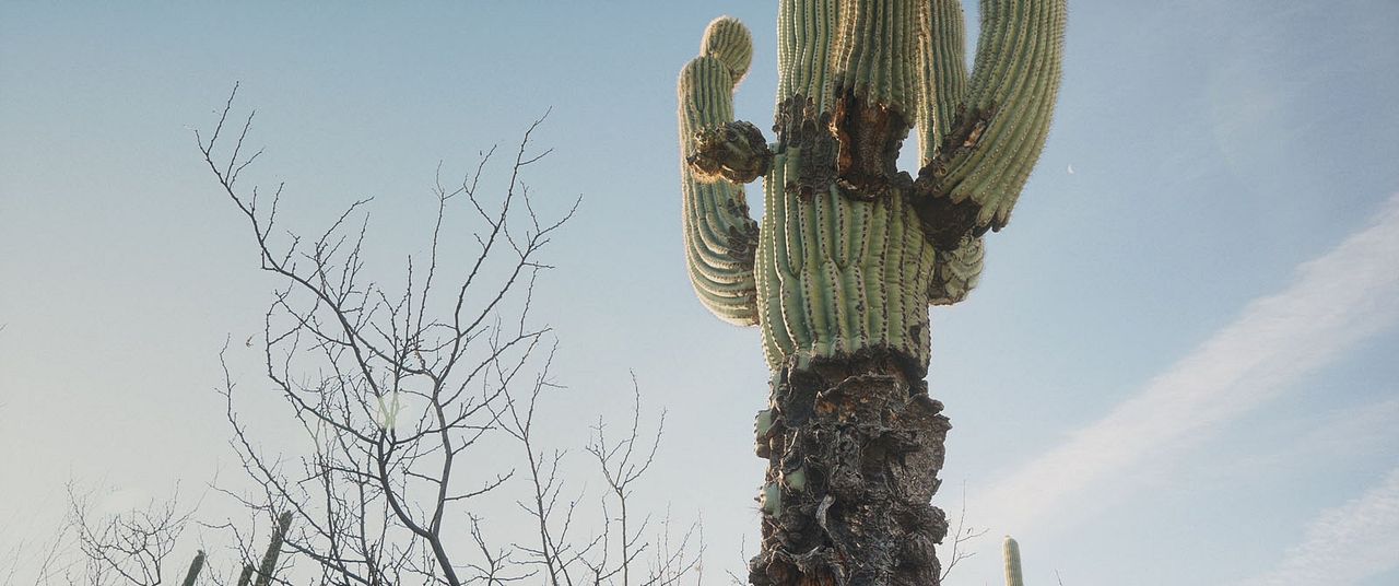 Spare My Bones, Coyote! : Photo