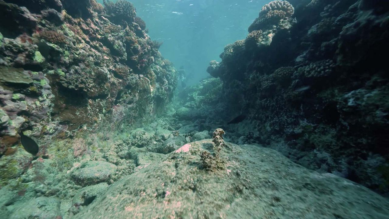 Titouan, les enfants du corail : Photo