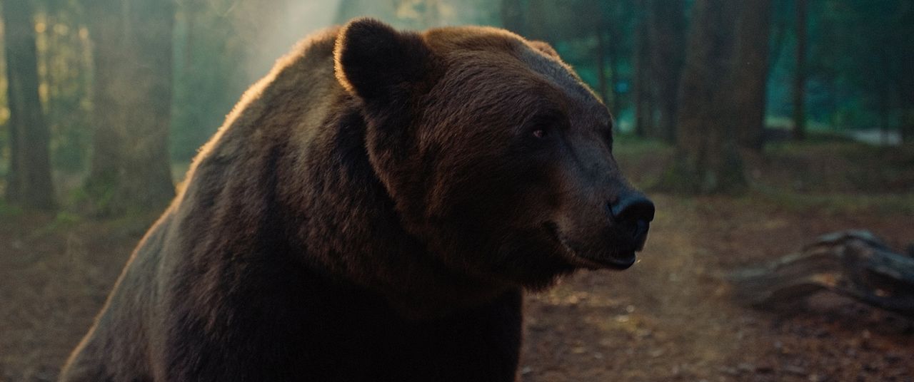 Papa Bear : Photo