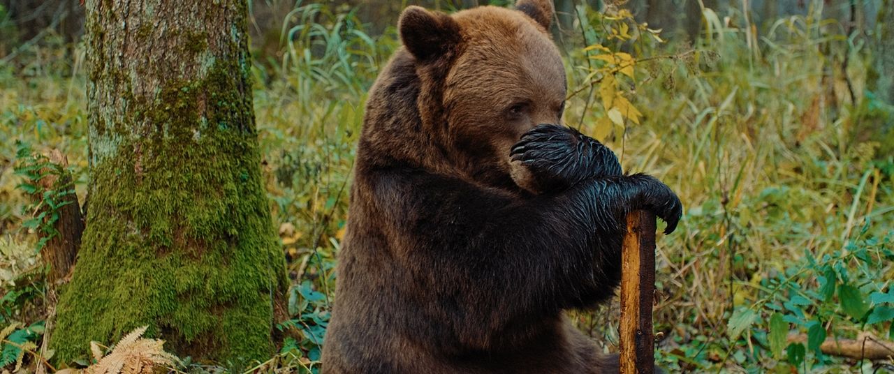 Papa Bear : Photo