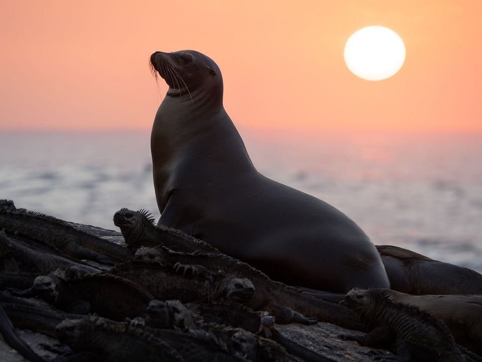 Otaries des Galápagos : Photo