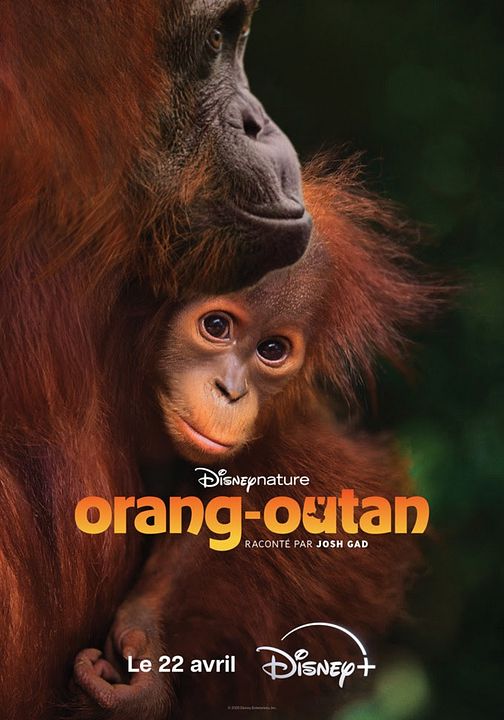 Orang-outan : Affiche