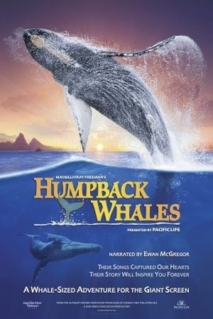 Baleines : Affiche