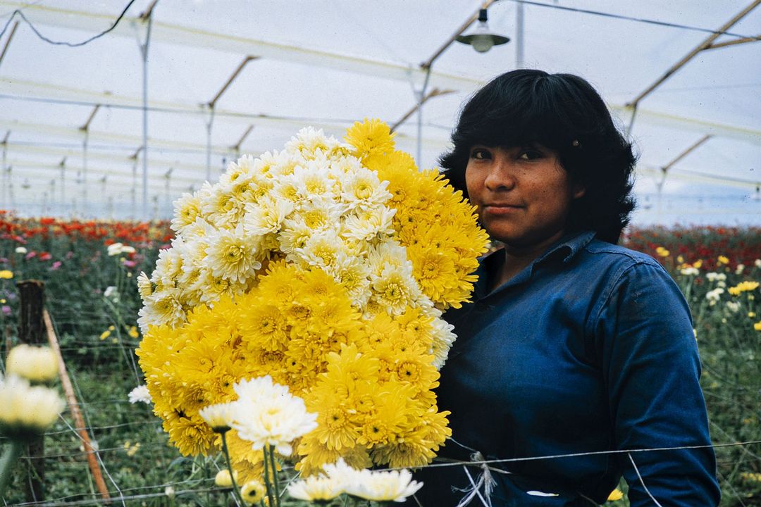Amour, femmes et fleurs : Photo