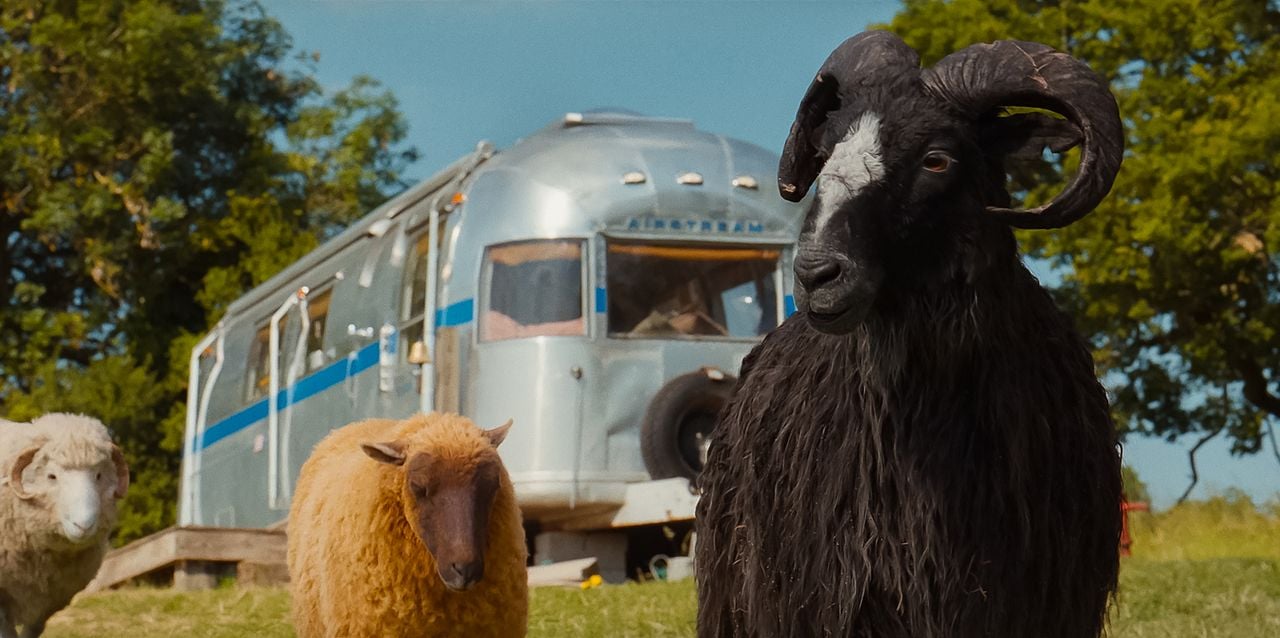 Les Moutons Détectives : Photo