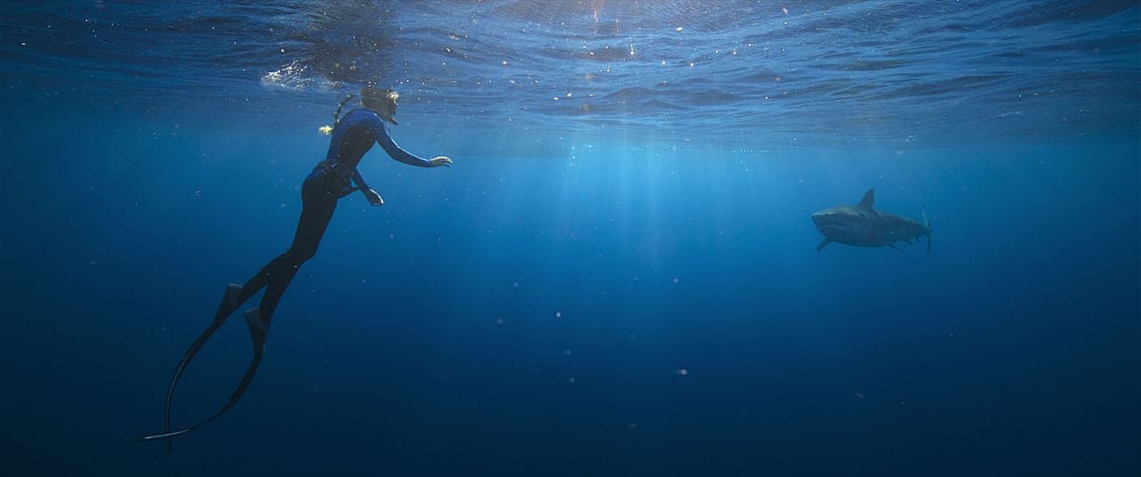 En paix avec les requins : Photo
